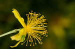 Bushy St. Johnswort